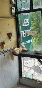 A cat in a Vietnamese coffee shop 