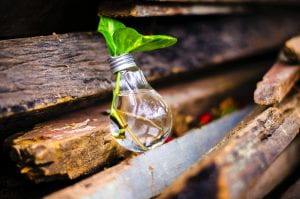 A lightbulb sat on planks of wood, with water inside and a plant stem growing out